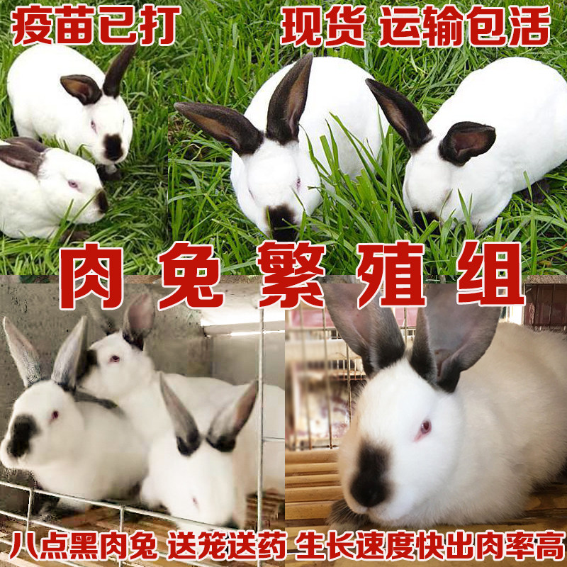 小兔子活物肉兔活体大型家兔苗可繁殖家养幼崽小白兔可选公母一对