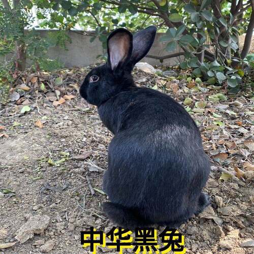 兔子活物公母一对大型肉兔可食用可繁殖比利时大白兔活兔中华黑兔