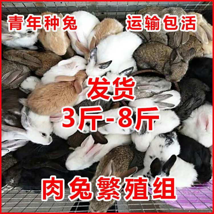 兔子活物公母一对家养大型肉兔宠物兔比利时兔白兔活体兔子活的