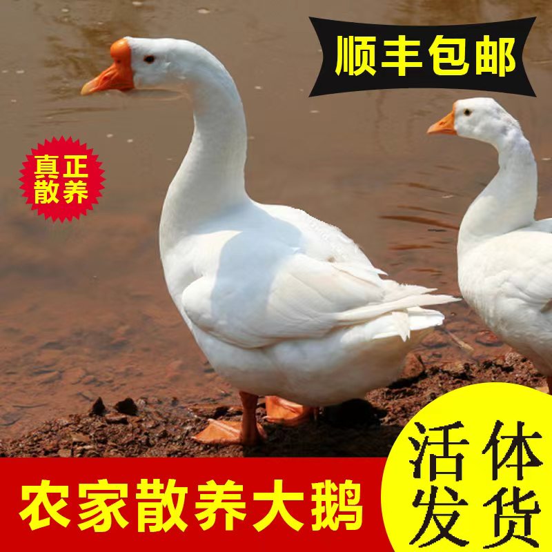 成年6斤大白鹅成年鹅活体狮头鹅三花鹅大白鹅四季蛋鹅下蛋鹅活鹅