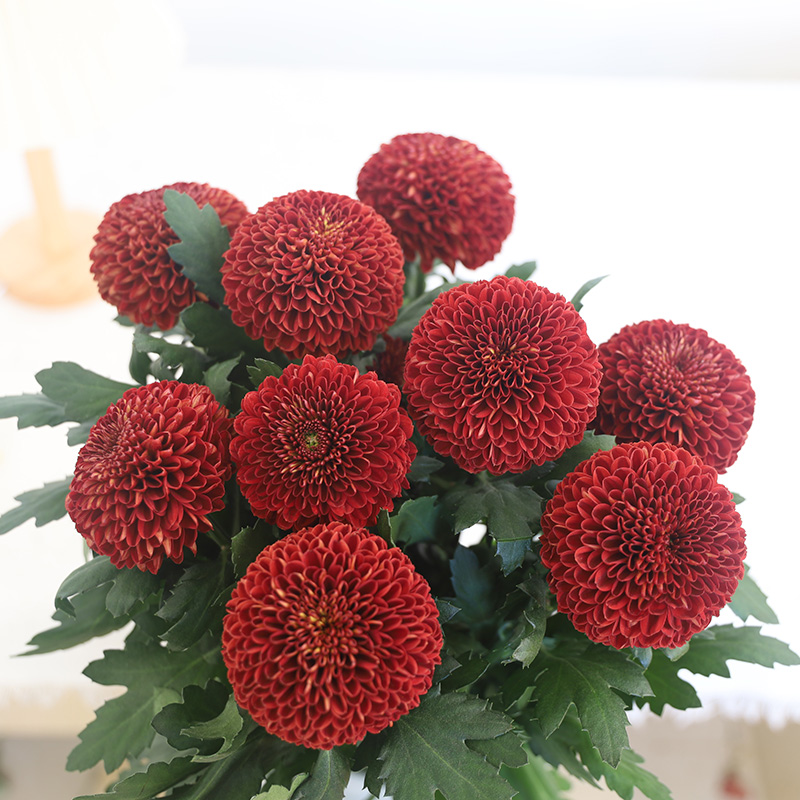 采曼10支乒乓菊情人节教师节