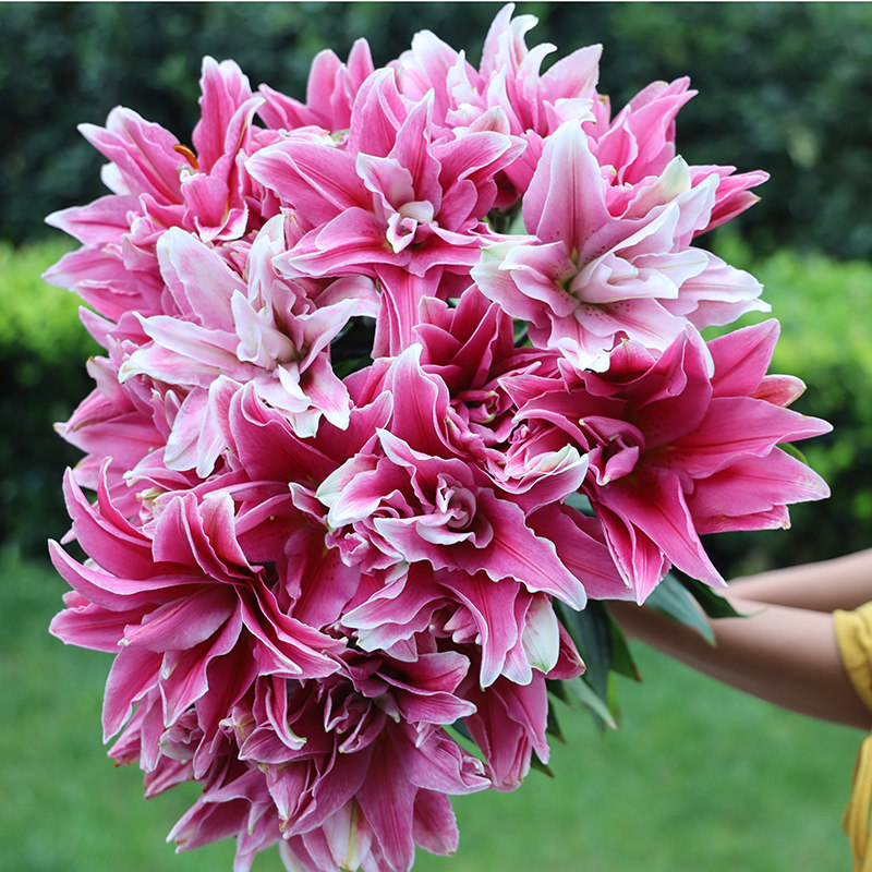 艾琳娜重瓣香水百合粉色云南基地直发鲜切花速递水养插花白色高贵