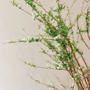 雪柳花新鲜鲜切花干支雪柳泡水开花水培龙柳枝桃花红瑞木鲜花速递