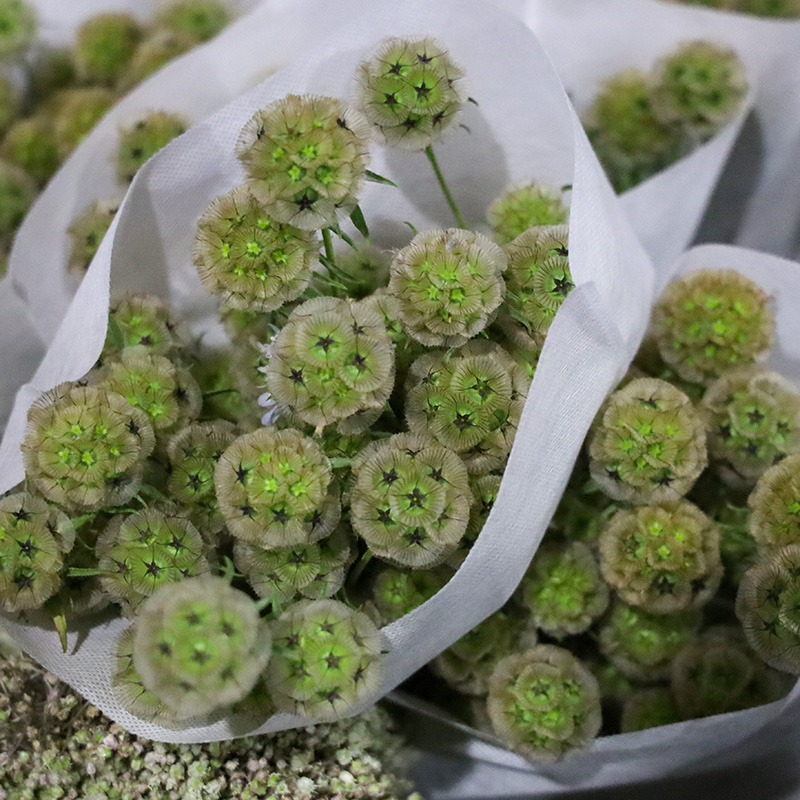 风车果鲜花云南基地直发天鹅绒