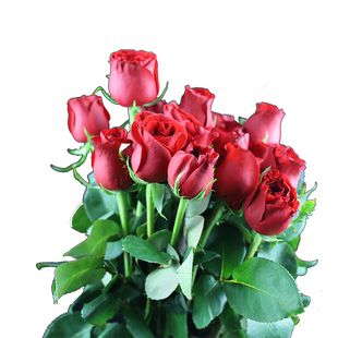 云南昆明玫瑰鲜花批发红玫瑰花办公室水养花束基地直发婚礼用鲜花