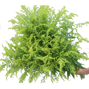 天堂鸟鹤望兰鲜花艺术高贵典雅花期长云南昆明基地直发同城速递花