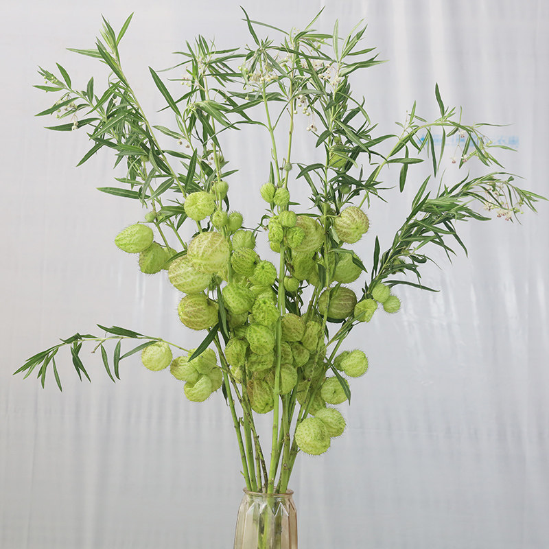 采曼1束糖棉鲜花气球果图片