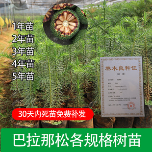 正宗巴拉那松树苗云南基地直发苗木1年2年3年4年苗多种规格可选