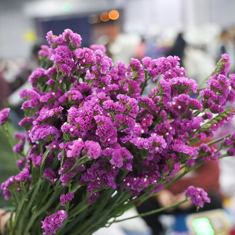 粉色勿忘我鲜花基地直发云南昆明斗南鲜花速递非干花花束非永生花