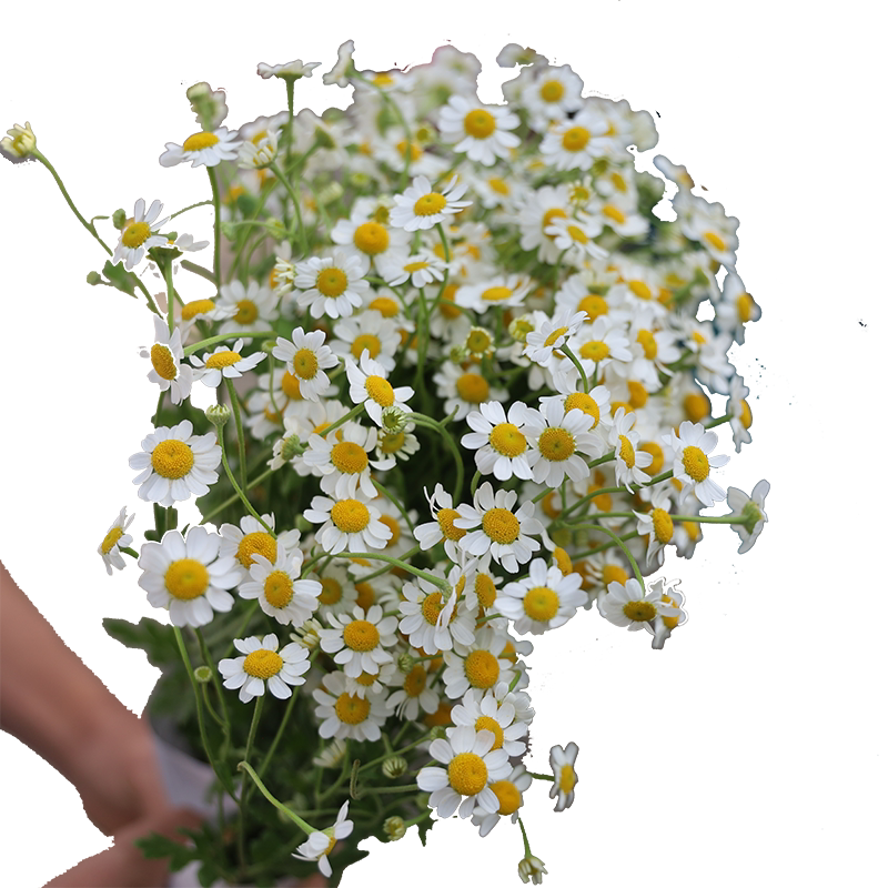 A级洋甘菊鲜花基地直发网红鲜花花材水养鲜花花束小菊花水养配花