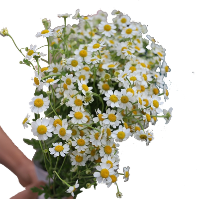 洋甘菊基地直发求婚妇女节