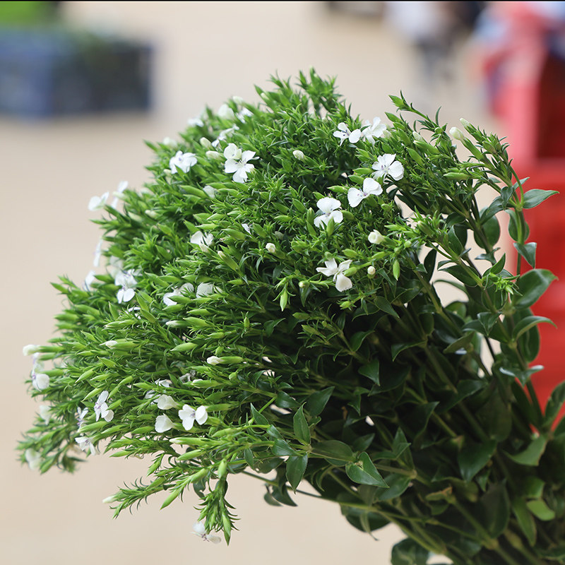 青梅鲜花花束相思梅石生花云南基地直发水养插花办公室摆件送朋友