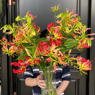 日本进口嘉兰百合鲜花花束水培鲜切花室内水培养云南直发同城速递