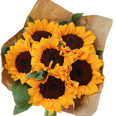 太阳花基地直发现摘发货