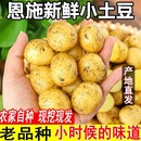 湖北高山小土豆新鲜土豆恩施马尔科小土豆自种黄心洋芋粉糯好吃