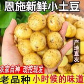 湖北高山小土豆新鲜土豆恩施马尔科小土豆自种黄心洋芋粉糯好吃