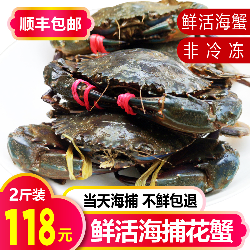 花蟹鲜活梭子蟹海螃蟹野生赤甲红海捕花盖蟹新鲜飞蟹石蟹特大青蟹