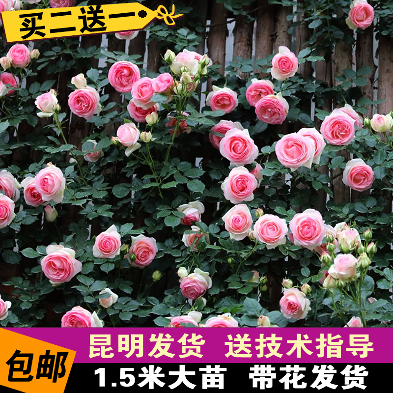 蔷薇花苗爬藤四季的价格 蔷薇花苗爬藤四季的优惠券 蔷薇花苗爬藤四季十大排行榜 蔷薇花苗爬藤四季淘宝哪家好 绝对值 蔷薇花苗爬藤四季的价格 蔷薇花苗爬藤四季的优惠券 蔷薇花苗爬藤四季十大排行榜 蔷薇花苗爬藤四季淘宝哪家好 绝对值