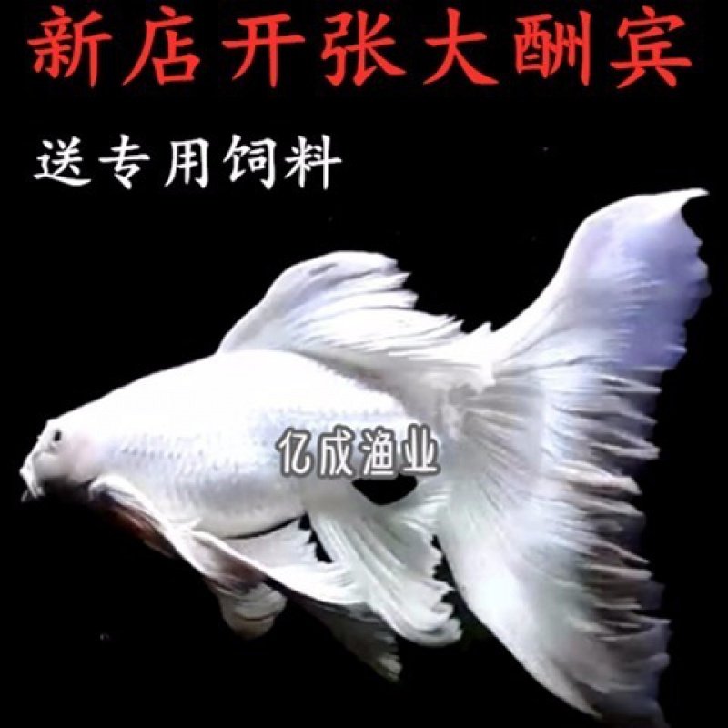 台湾蝴蝶鲤鱼冷水鱼苗金鱼短球形贵妃大鳍大尾观赏鱼活体鱼苗包邮在类目 宠物/宠物食品及用品, 水族世界, 鱼中 - 来自Buy2taobao.com提供专业的淘宝代购服务