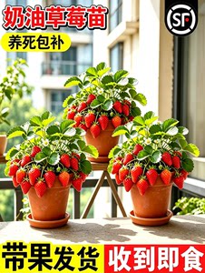 草莓盆栽发货果香浓郁草莓秧苗盆栽地栽两用四季循环挂果苗