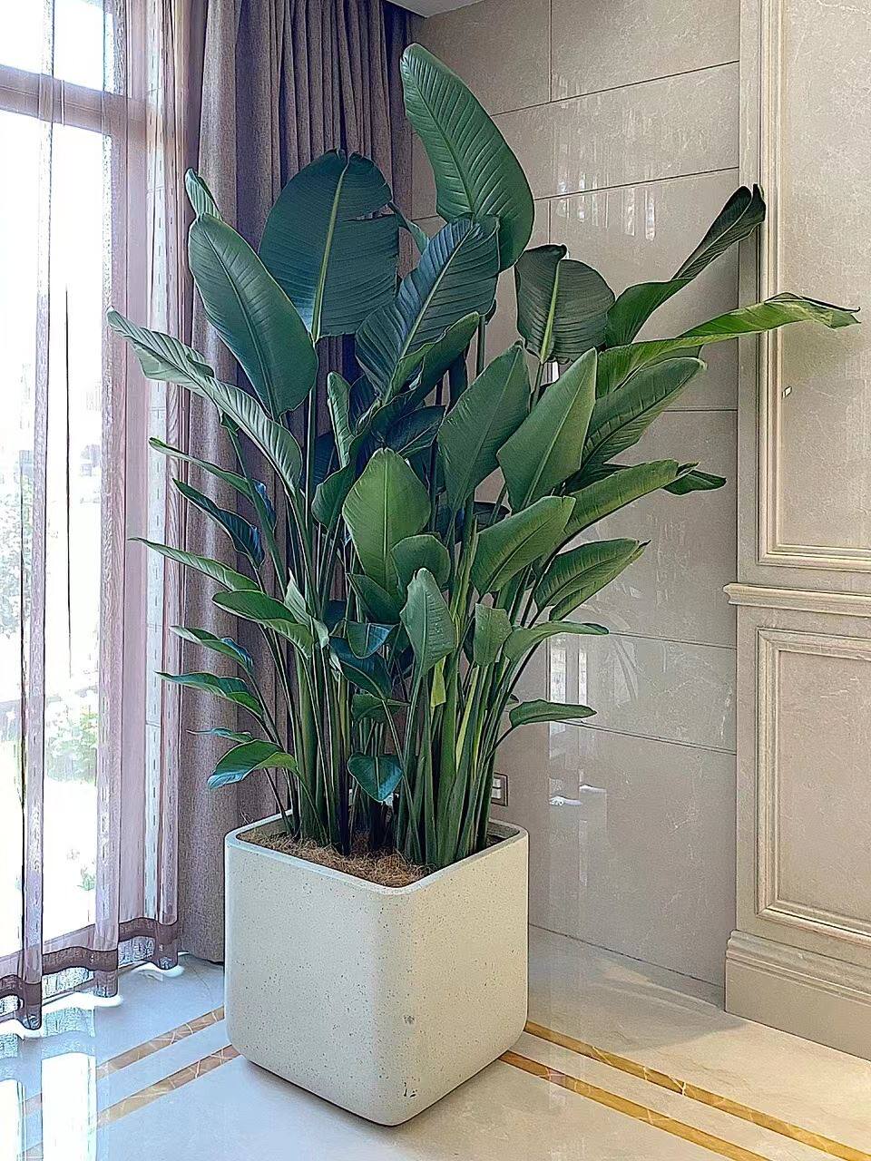天堂鸟花卉盆栽鹤望兰大型办公室客厅吸甲醛北欧真花网红室内绿植