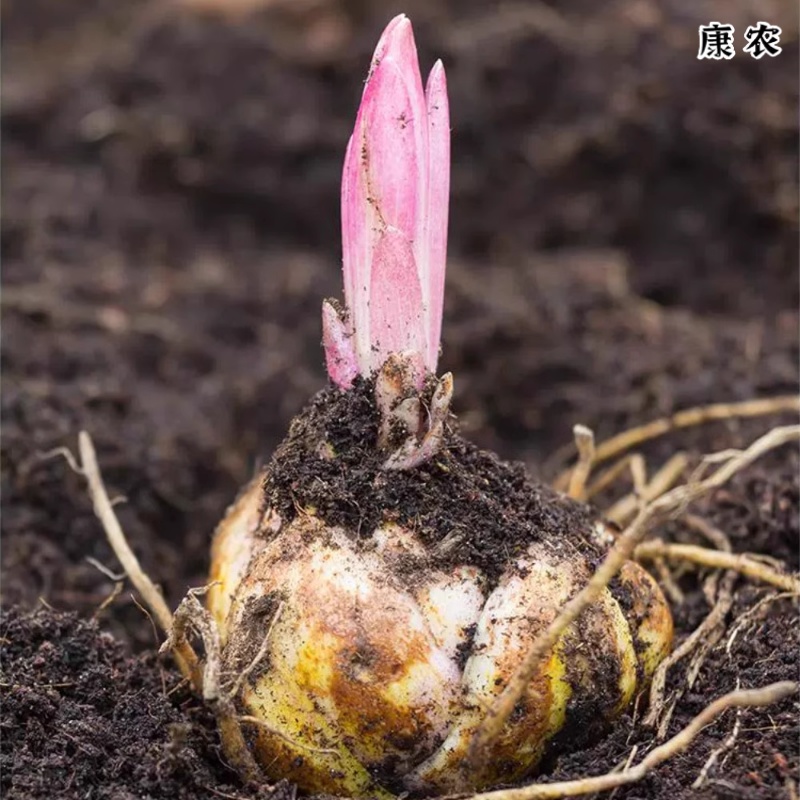 10颗包对版进口香水百合种球大球室内盆栽庭院阳台球根植物花卉