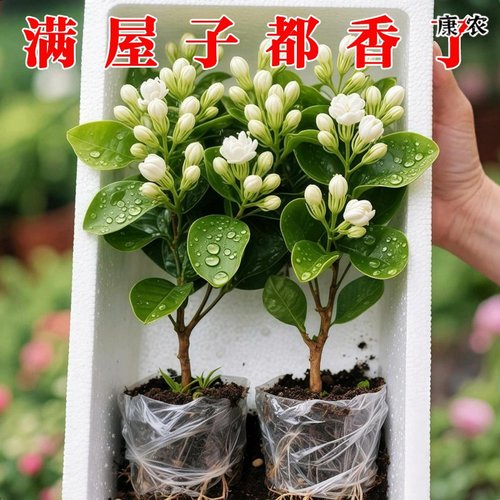 茉莉花盆栽带花苞四季绿植花期超长的花卉易活开花好养适合懒人养
