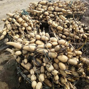 食用藕种藕苗莲藕种根苗荷花盆栽水养缸桶水田池塘高产莲藕苗种植