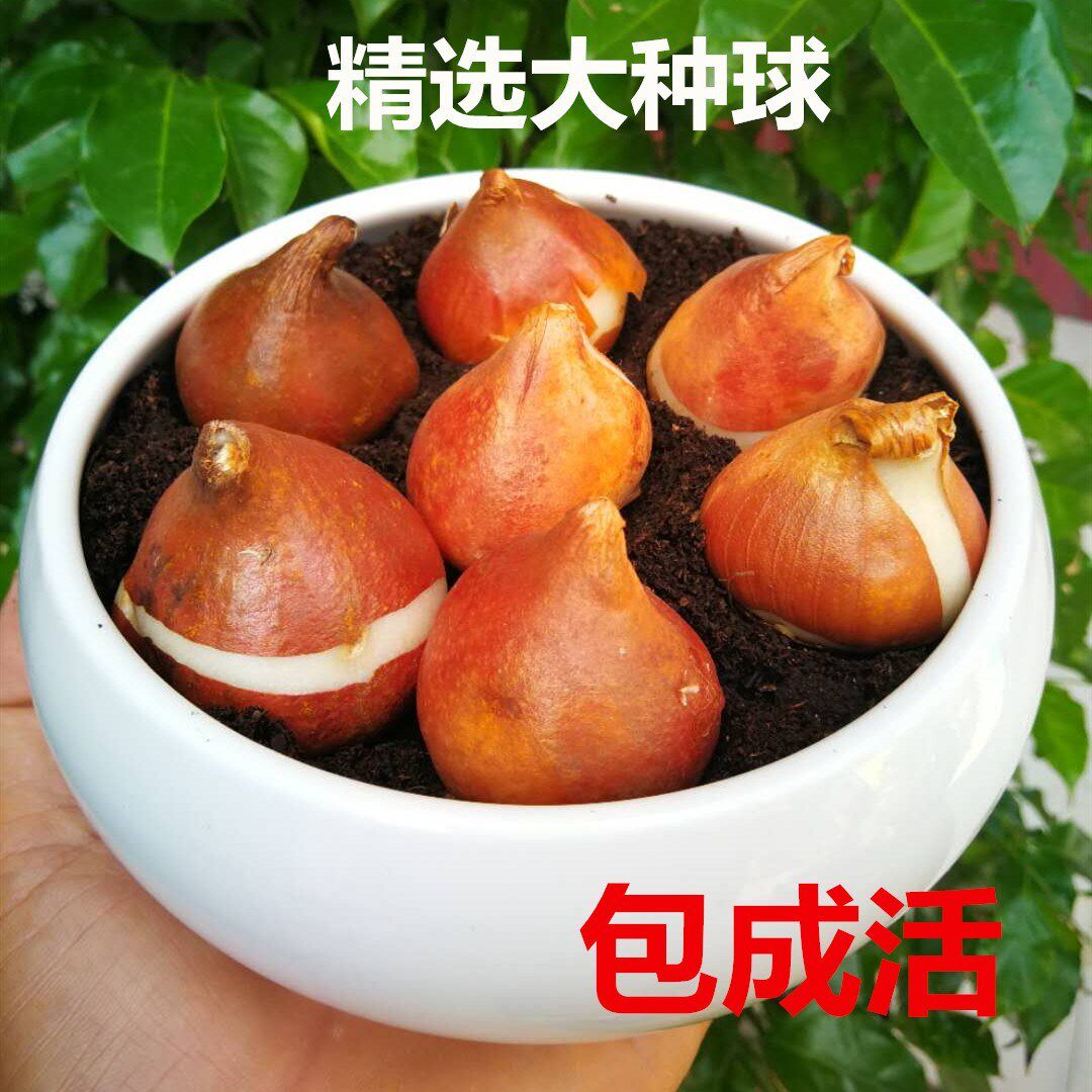 5个荷兰进口郁金香种球庭院室内阳台花卉郁金香种子水仙盆栽带芽