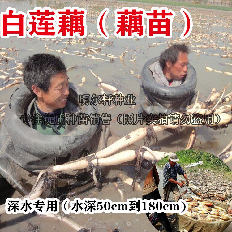 深水白莲藕食用藕苗莲藕种子莲子苗适合水深池塘种植非观赏荷花
