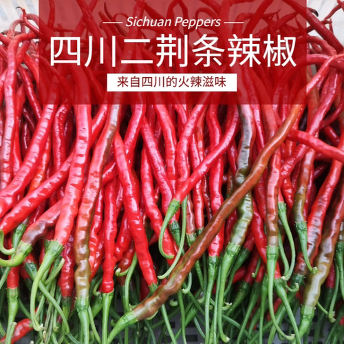 四川红辣椒荆条薄皮农家自种