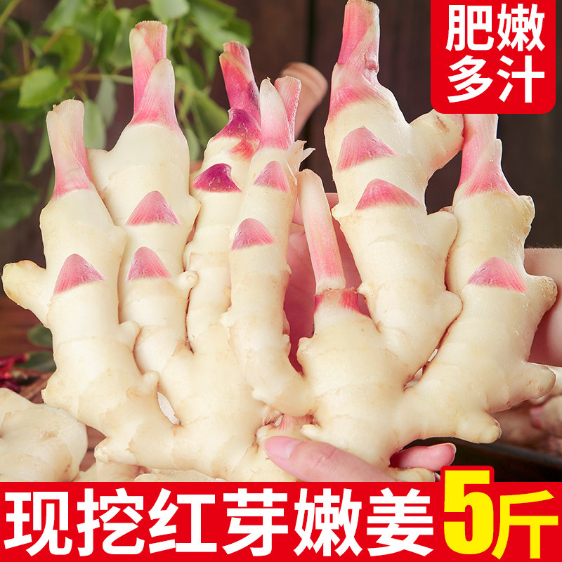2026年红芽嫩姜新鲜5斤鲜姜子姜生姜泡姜芽腌制蔬菜农家嫩仔姜