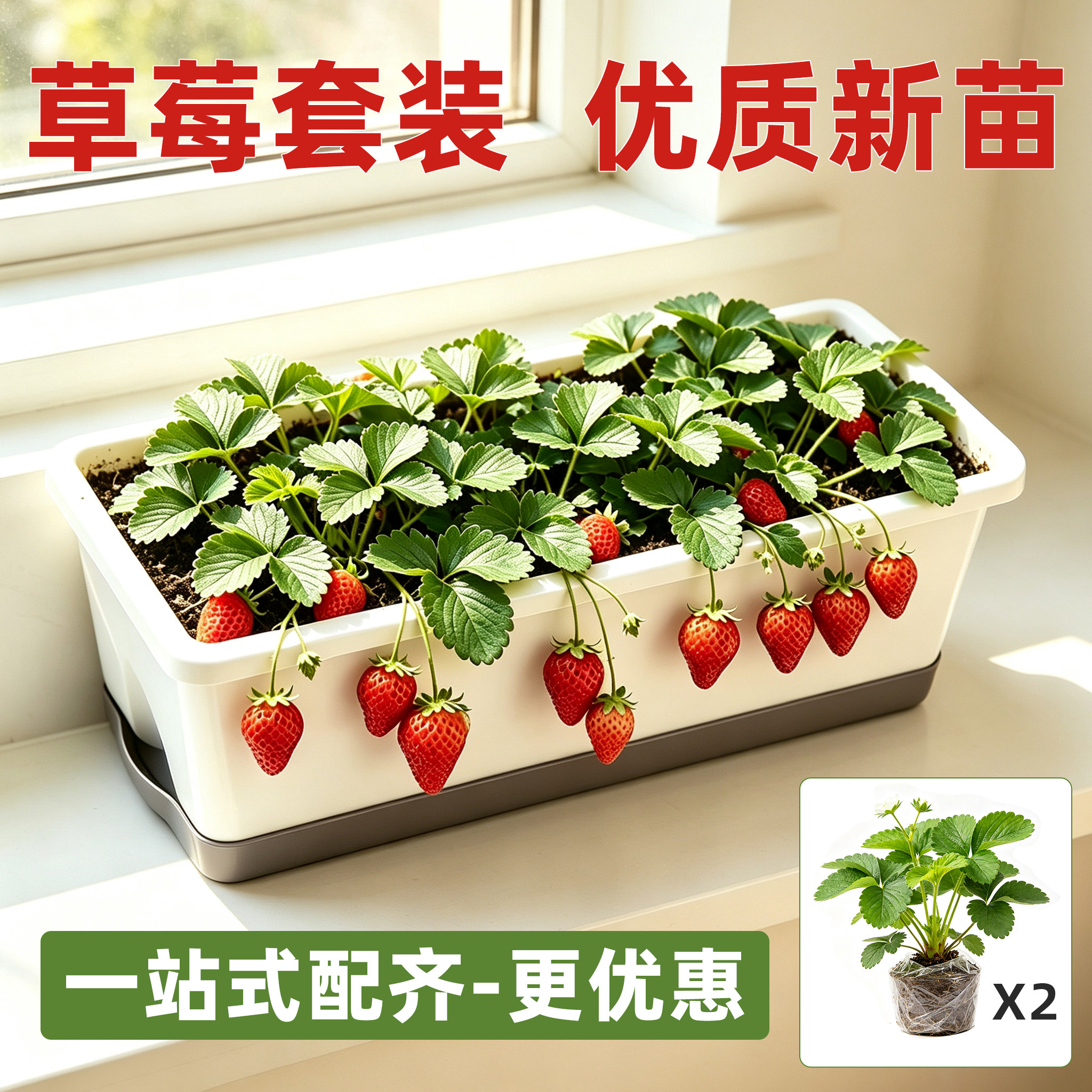 草莓苗高产草莓苗穴盘苗