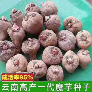 魔芋种子云南高产二代魔芋种籽脱水一代花魔芋种球魔芋种植魔芋种