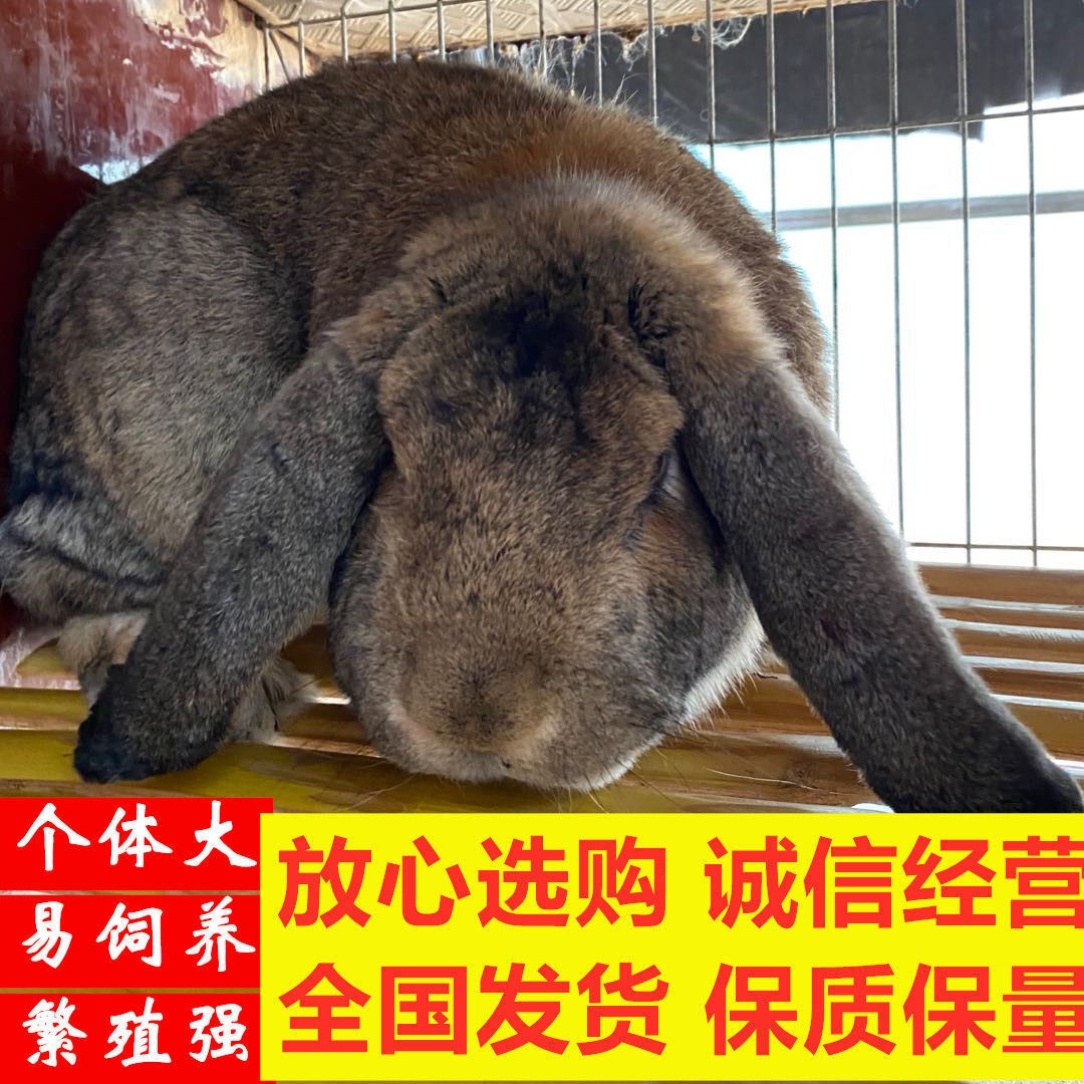 特大种兔公羊兔巨型肉兔大型兔活体兔垂耳兔