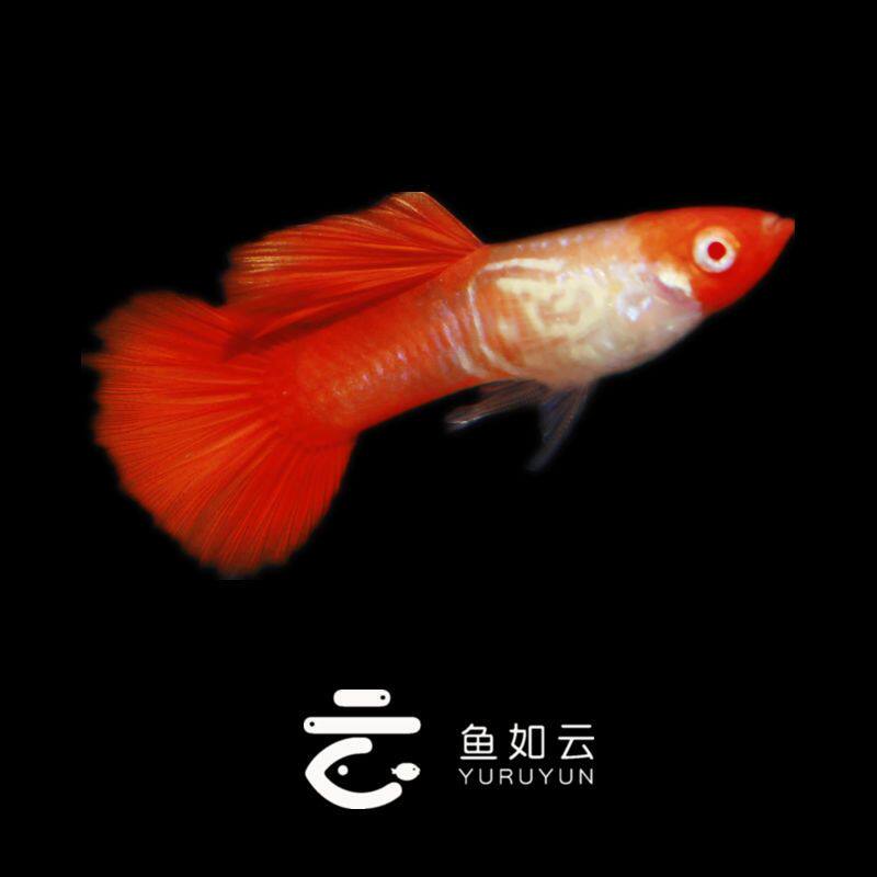 精品蛇王红头鸿运当头蛇纹缎带鱼纯种孔雀鱼小型热带鱼观赏鱼凤尾