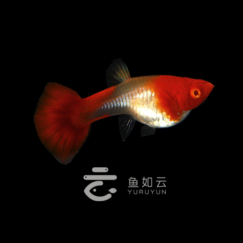 鸿运当头双分水缎带孔雀鱼