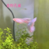 金粉大C孔雀鱼莫紫白子凤尾墨子白子大尾巴精品热带观赏鱼网红