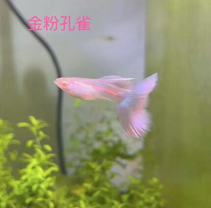 金粉大C孔雀鱼莫紫白子凤尾墨子白子大尾巴精品热带观赏鱼网红
