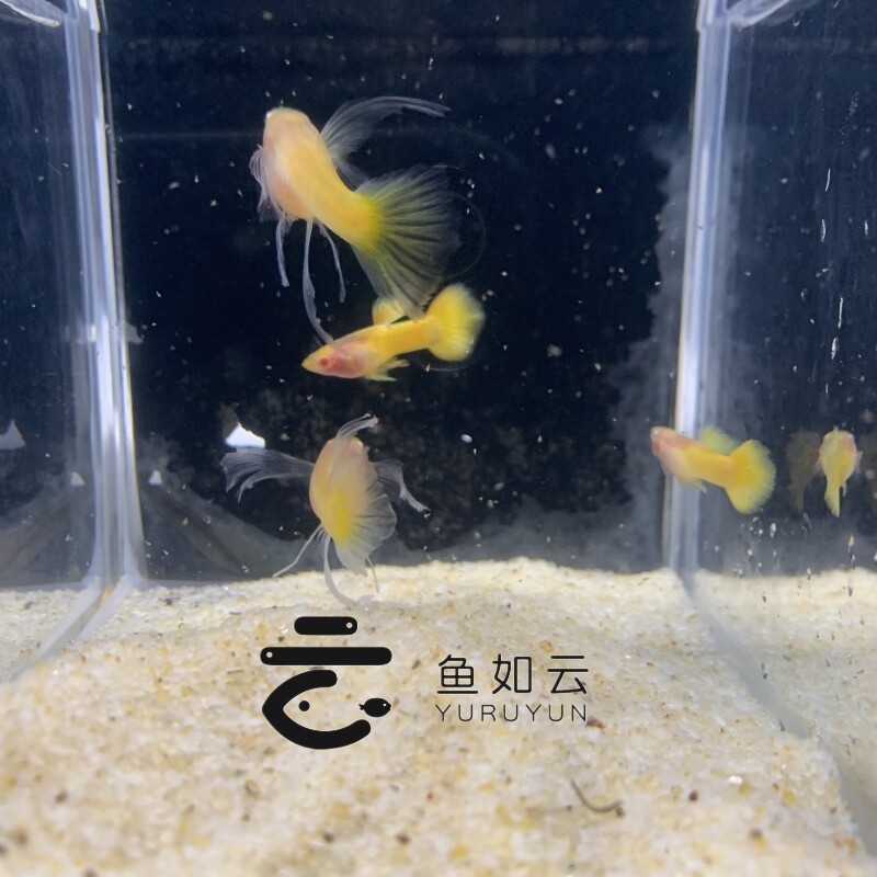 黄金玻璃体大C超白玻璃红头玻璃纯种孔雀鱼小型热带鱼精品活体观