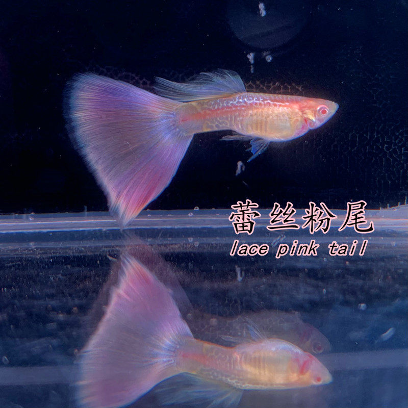 粉狮粉色蕾丝金粉孔雀鱼观赏鱼活体鱼如云热带鱼