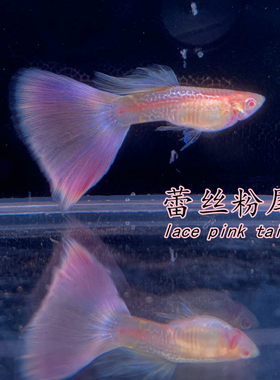 粉狮蕾丝樱花粉色孔雀鱼