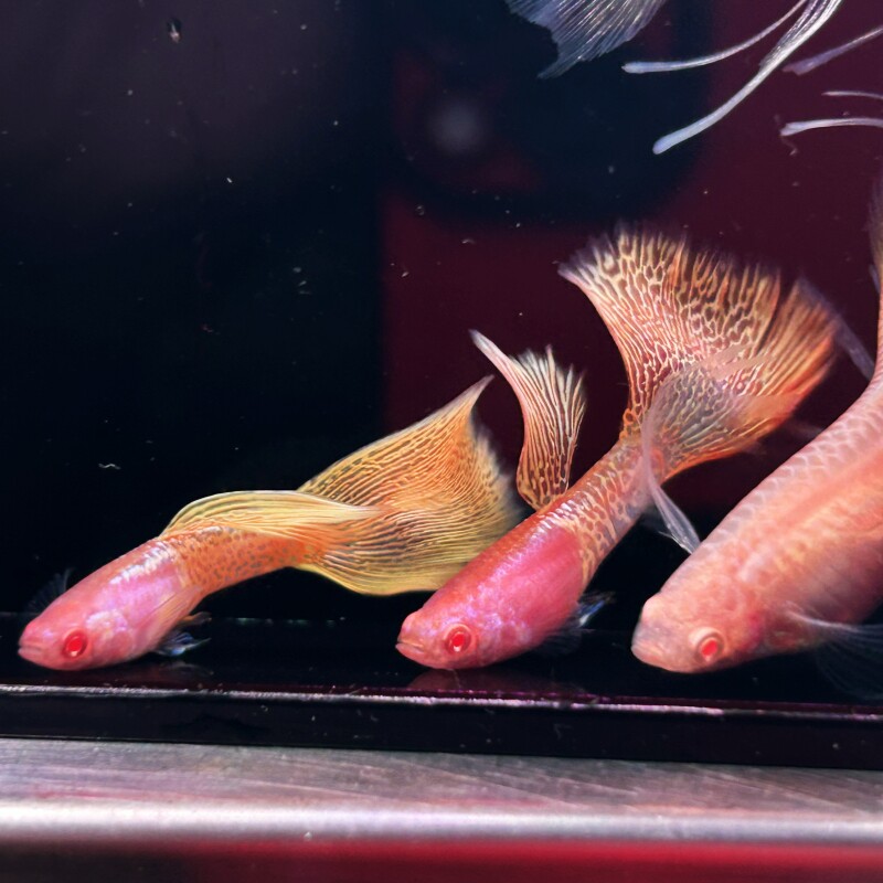 金属黄蕾丝白子大C粉嘟嘟粉脸蛋孔雀鱼观赏鱼活体热带鱼