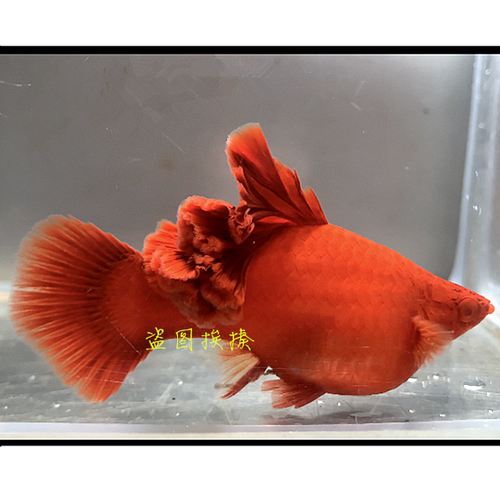 高鳍红剑鱼红箭鱼菊花帆鱼苗