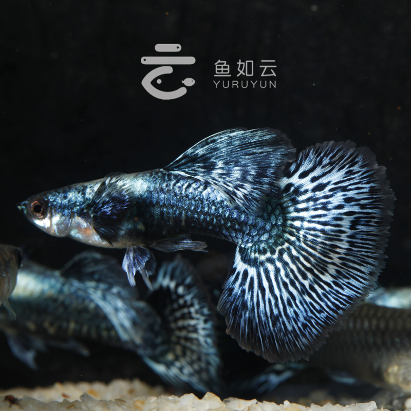 蓝龙孔雀鱼泰国泰系原线