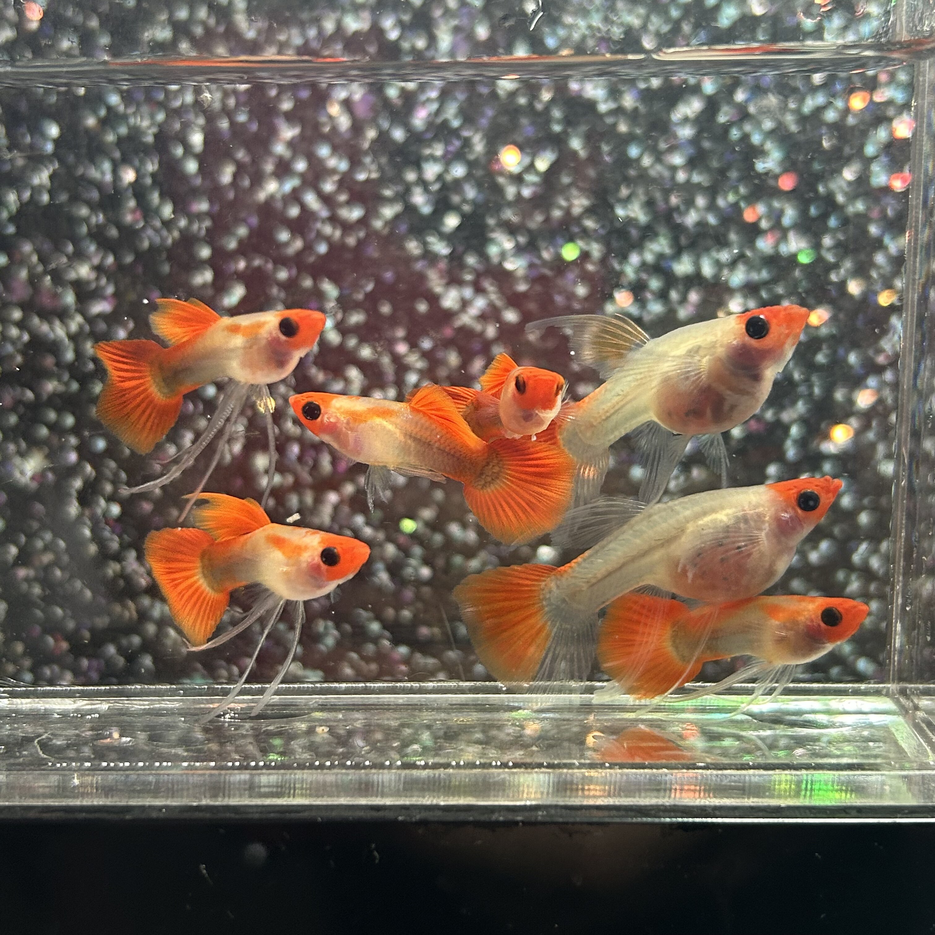 球体黄蕾丝玻璃猫黄化深海蓝玻璃大C短体孔雀鱼观赏鱼活体热带鱼