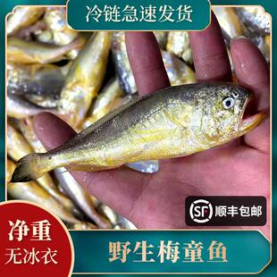 新鲜海捕梅童鱼冷冻海鲜水产海鱼速冻油炸烧烤海鱼东海山生鲜鲜活