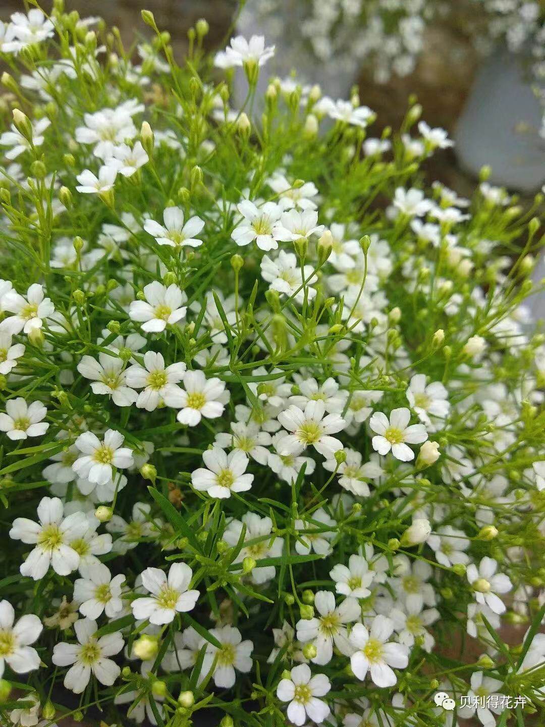 花卉满天星150#盆室内阳台窗台露台易养