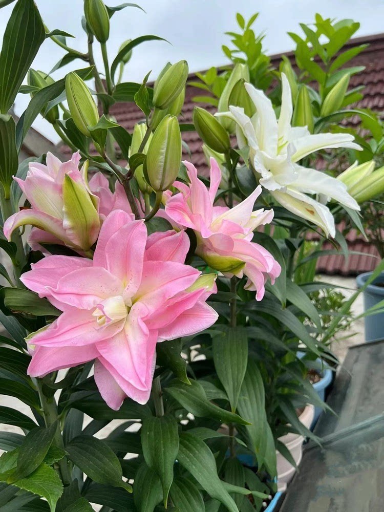 进口香水百合花种球室内好养活庭院盆栽花卉绿植物四季开花郁金香