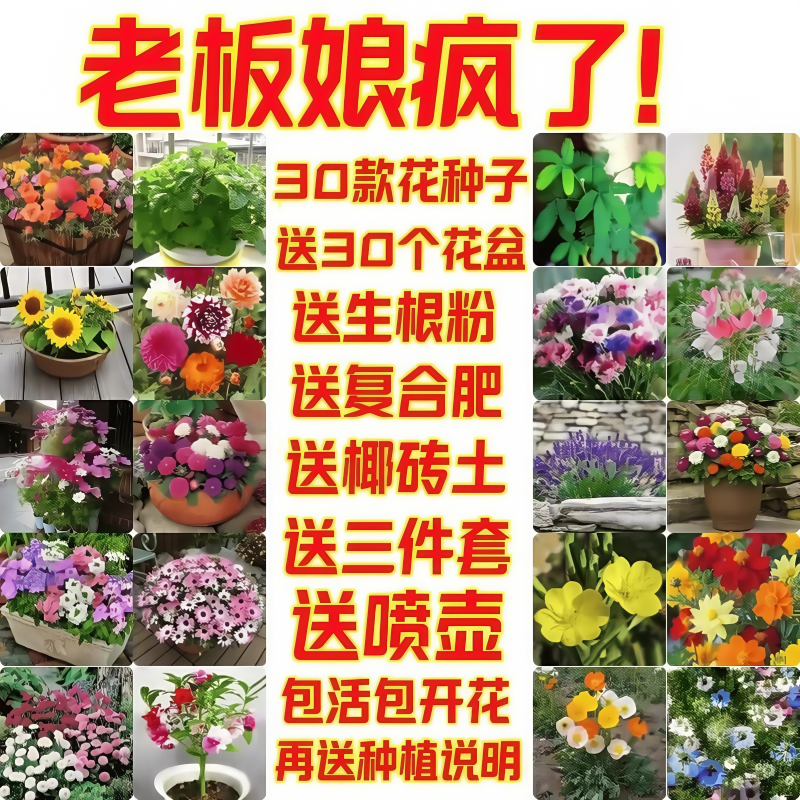 花种子四季凤仙花向日葵种孑开花易活室内外花卉盆栽太阳花种籽子